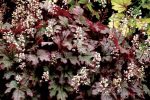 Heucherella x 'Cracked Ice' - Image 2