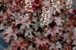 Heucherella x 'Cracked Ice' - Image 3