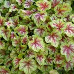 Heucherella x 'Fire Frost'