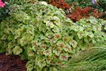 Heucherella x 'Fire Frost' - Image 2