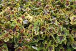 Heucherella x 'Gold Cascade'