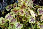 Heucherella x 'Gold Cascade' - Image 2
