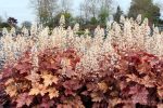 Heucherella x 'Honey Rose'
