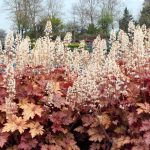 Heucherella x 'Honey Rose'