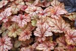 Heucherella x 'Honey Rose' - Image 2