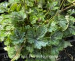 Heucherella x 'Pink Revolution'