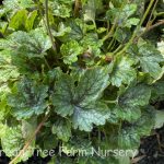 Heucherella x 'Pink Revolution'