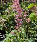Heucherella x 'Pink Revolution' - Image 2