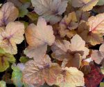 Heucherella x 'Pumpkin Spice'