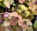 Heucherella x 'Pumpkin Spice' - Image 2