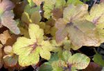 Heucherella x 'Pumpkin Spice' - Image 3