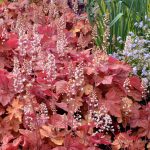 Heucherella x 'Redstone Falls'