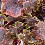 Heucherella x 'Solar Eclipse'