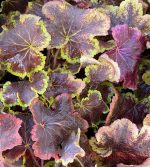 Heucherella x 'Solar Eclipse' - Image 2