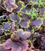 Heucherella x 'Solar Eclipse' - Image 3