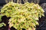Heucherella x 'Stop Light'