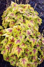 Heucherella x 'Stop Light' - Image 2