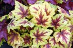 Heucherella x 'Stop Light' - Image 3