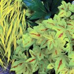 Heucherella x 'Sunrise Falls'