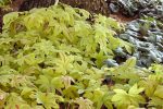 Heucherella x 'Sunrise Falls' - Image 2