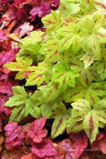 Heucherella x 'Sunrise Falls' - Image 3