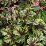 Heucherella x 'Tapestry'