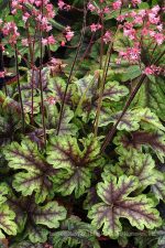 Heucherella x 'Tapestry'