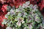 Heucherella x 'Tapestry' - Image 3
