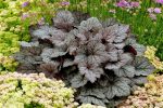 Heucherella x 'Twilight'