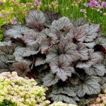 Heucherella x 'Twilight'