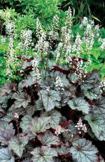 Heucherella x 'Twilight' - Image 2