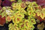 Heucherella x 'Yellowstone Falls'
