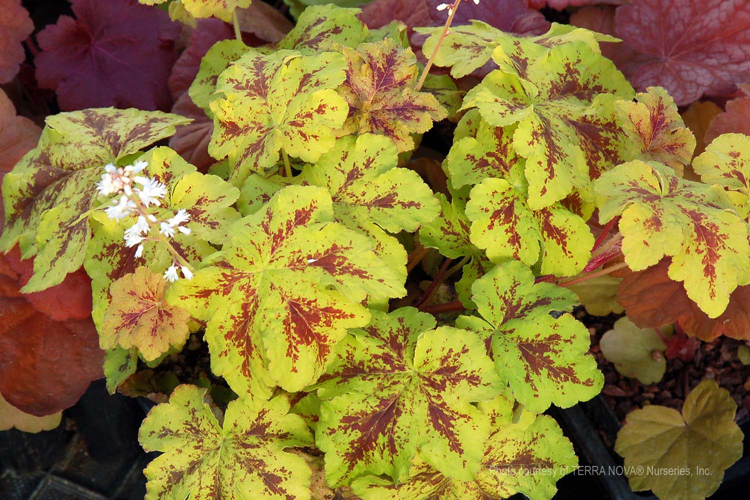 08-16, a low trailer Heucherella x 'Yellowstone Falls' - Image 1