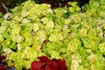Heucherella x 'Yellowstone Falls' - Image 2