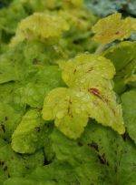Heucherella x 'Yellowstone Falls' - Image 3