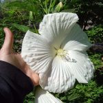 Hibiscus moscheutos 'Blue River II'