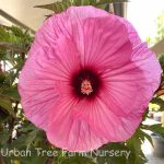 Hibiscus moscheutos 'Candy Crush'