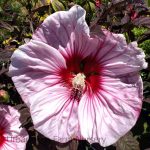 Hibiscus moscheutos 'Cherry Choco Latte'
