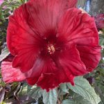 Hibiscus moscheutos 'Cranberry Crush'