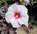Hibiscus moscheutos 'Dark Mystery'