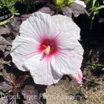 Hibiscus moscheutos 'Dark Mystery'