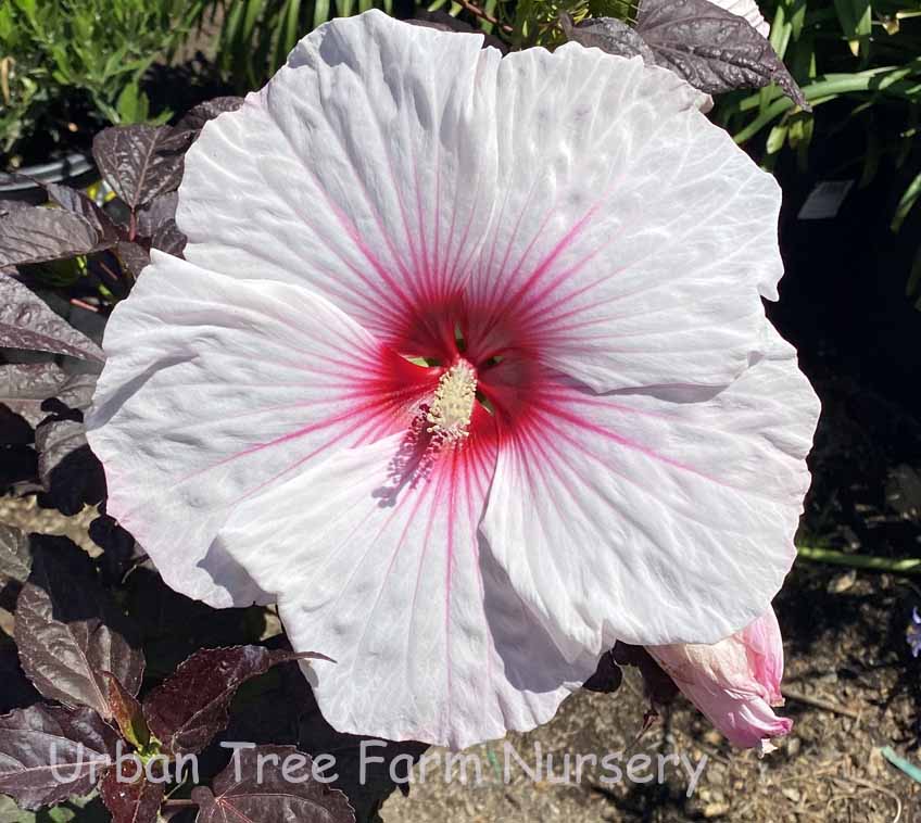 Hibiscus moscheutos 'Dark Mystery' | Urban Tree Farm Nursery