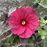 Hibiscus moscheutos 'Evening Rose'