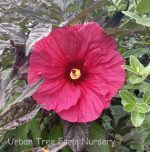 Hibiscus moscheutos 'Evening Rose'