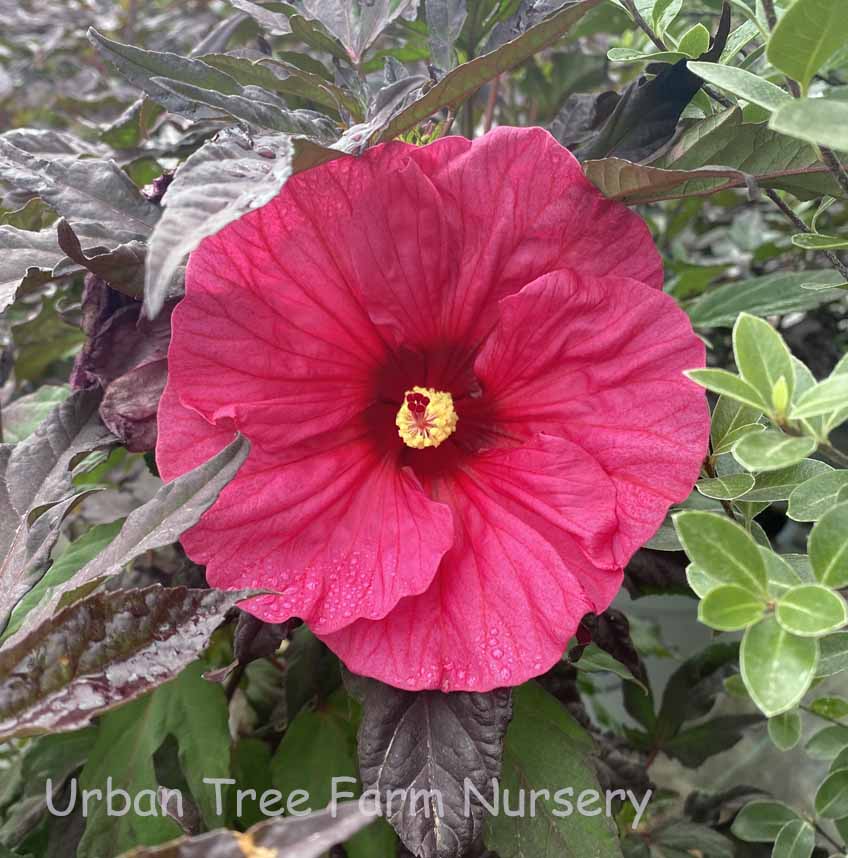 Hibiscus-moscheutos-Evening-Rose-a Hibiscus moscheutos 'Evening Rose' - Image 1