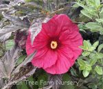 Hibiscus moscheutos 'Evening Rose' - Image 2