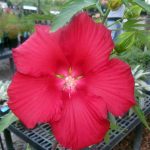 Hibiscus moscheutos 'Fireball'