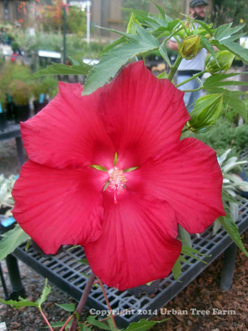 Hibiscus-moscheutos-Fireball Hibiscus moscheutos 'Fireball' - Image 1