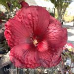 Hibiscus moscheutos 'Holy Grail'