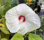 Hibiscus moscheutos 'Luna Pink Swirl'